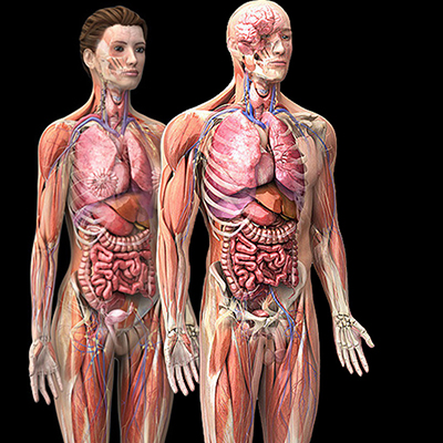 Anatomical-Models